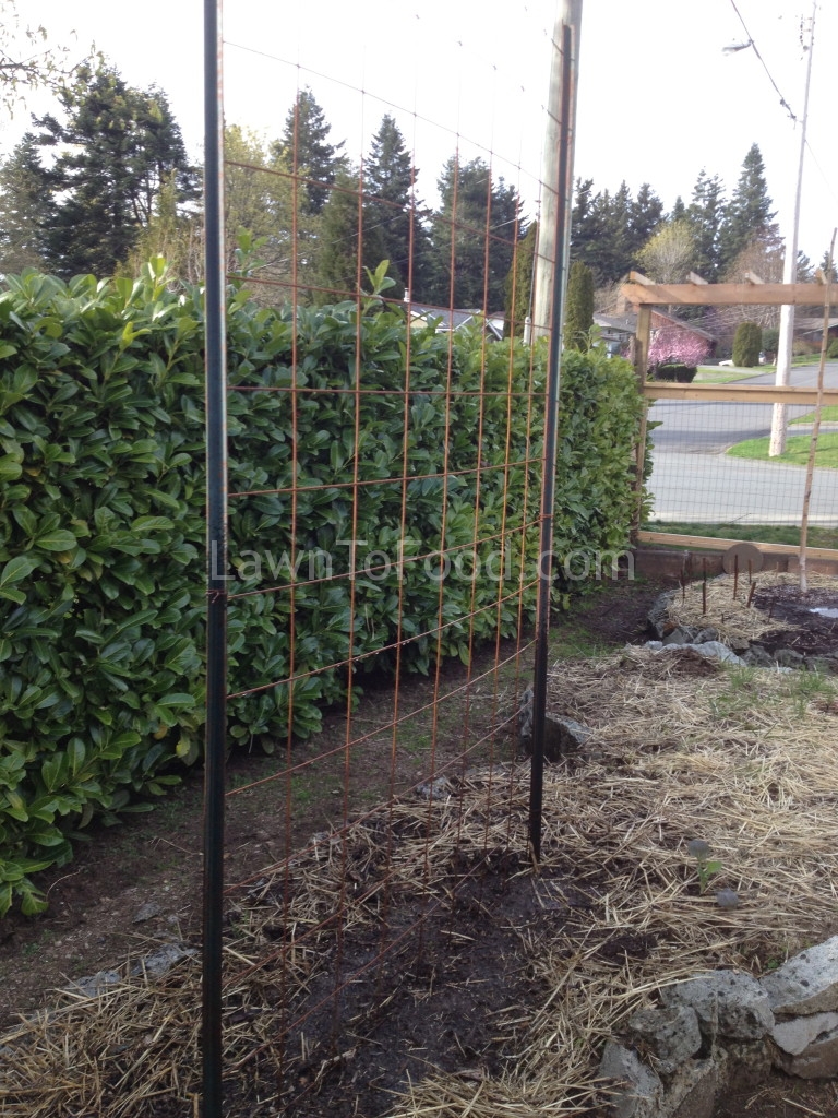 Easy Sturdy Trellis Lawn to FoodLawn to Food