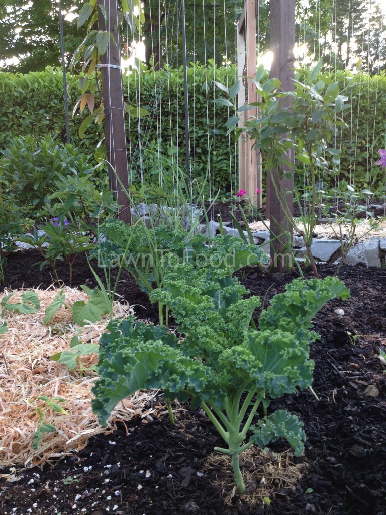 Kale & Carrots Lawn to FoodLawn to Food