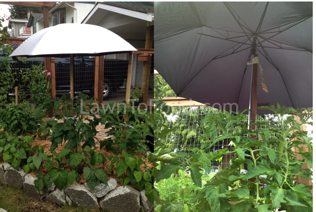 Rain Protection Lawn to FoodLawn to Food