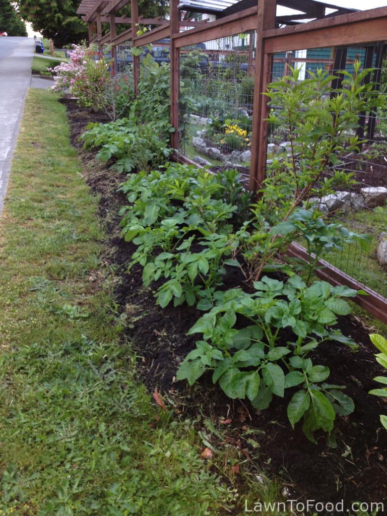 boulevard potatoes