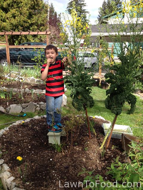 tall kale plant