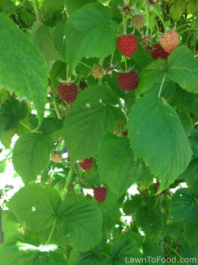 Our bumper crop of 2014 raspberries.