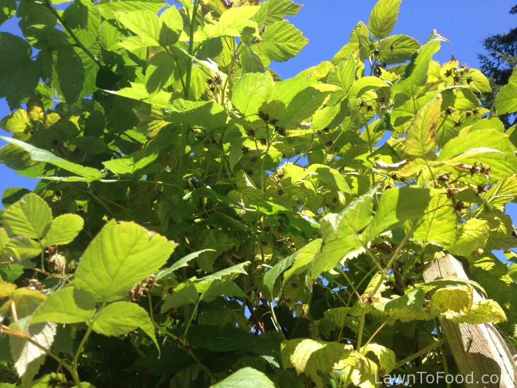 All of these raspberries have been picked, in the last 5-6 weeks, off of the 2-year-old floricanes.