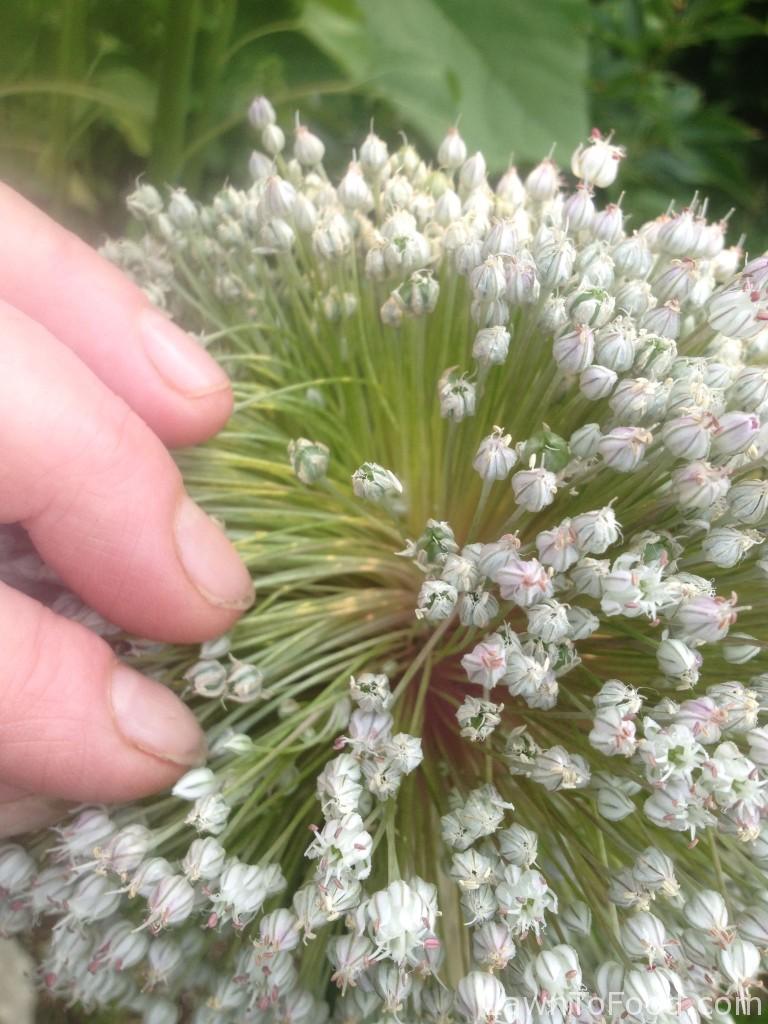 A short time later, the leek flowers burst open in bloom which provided much needed early spring food for bees and other insects. I saved these seeds and am about to start them (on February 1) to grow our 2016 crop of leeks.
