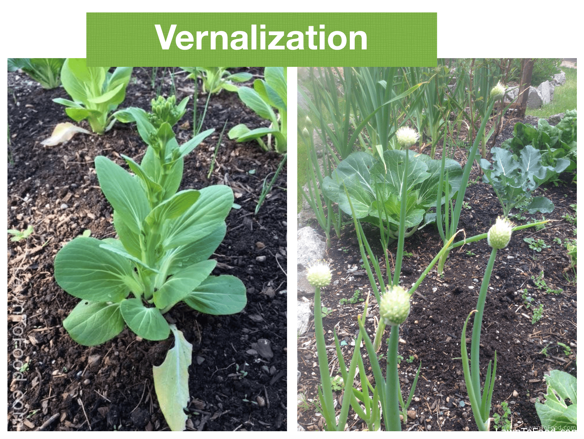 Vernalization Process How Does Vernalization Work at Lola Shumack blog